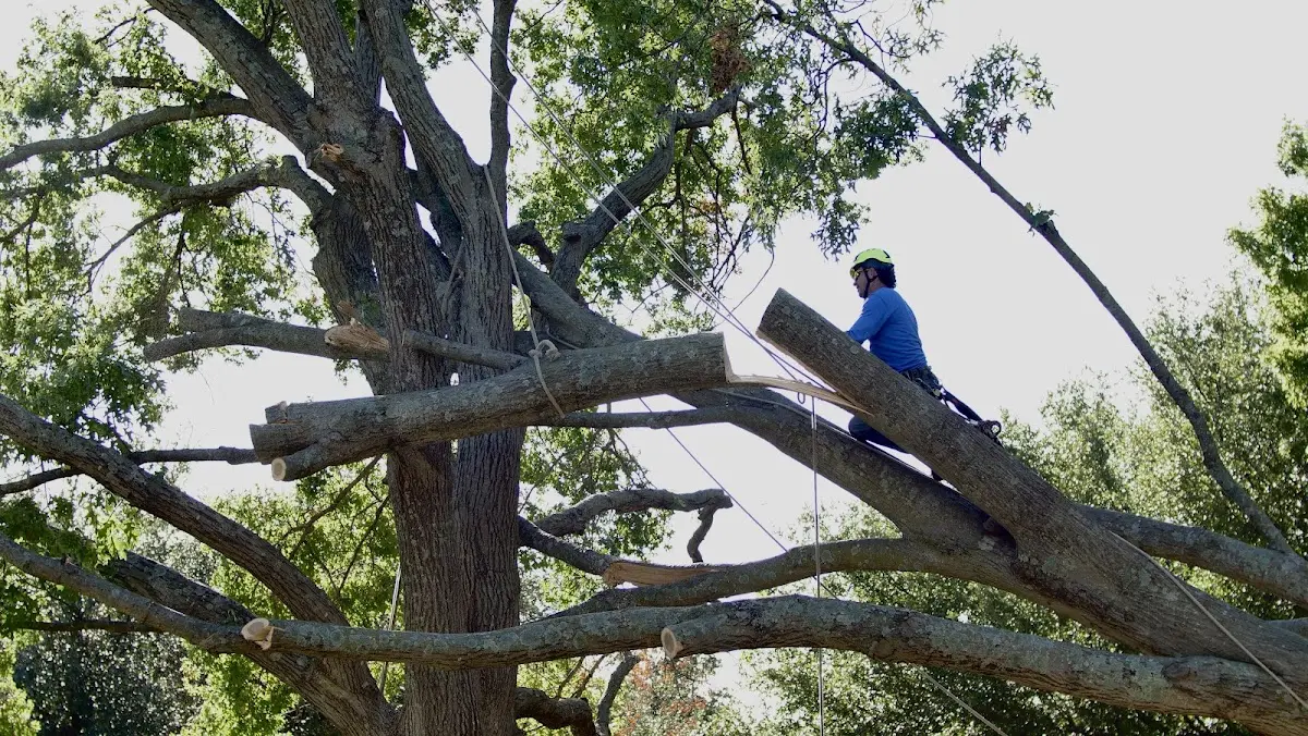 Professional Hazardous Tree Removal performed by certified arborists in Albion