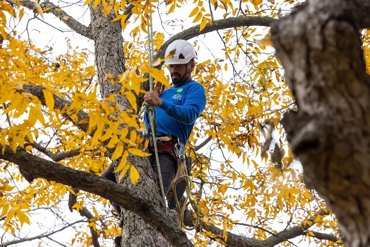 Skilled Storm Damage Cleanup crew working in Albion